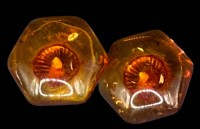 Auktion 374<br>Paar Bernstein Ohrstecker, D-2 cm, 3,37 gr.