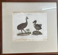 Auktion 376<br>Blatt aus  einem Werk um 1700, handcoloriert "V&ouml;gel,", Kasuar und Dodo, ger/Glas, fleckig, RG 50x46 cm
