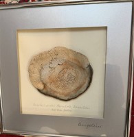 Auktion 376<br>versteinerte Farnbaum-Scheibe, ca,300 Mill. Jahre alt, Brasilien, , gerahmt/Glas und mit Widmung des Inhabers der H&uuml;lsta Werke von 2000, RG 31x31 cm, dahinter Zertifikat