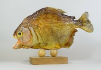 Los 10033 <br>Präparierter Piranha auf Holzsockel, H. 15cm, L. 23cm