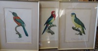 3x gr. Vogelgrafiken, Lithografien, alle gleicht gerahmt/Glas, RG 53x42 cm