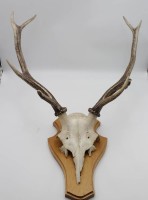 Auktion 332 / Los 15043 <br>Hirschgeweih auf Platte, ca. H-75cm B-50cm.