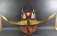 Auktion 332 / Los 15049 <br>div. Rinderhörner auf Holzbrett montiert, H-22 cm, 42x72 cm