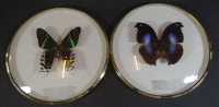 2x präparierte Schmetterlinge, gerahmt, D-16 cm