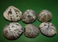 Auktion 336 / Los 15093 <br>  6x Seeigel-Versteinerungen, H-ca. 4 cm, D-ca. 6 cm
