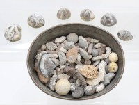 Auktion 369<br>6x Seeigel-Versteinerungen sowie diverse weitre Versteinerungen