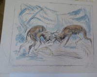 Auktion 345 / Los 5021 <br>unleserl. sign. Radierung "kämpfende Hirsche", handcolorierter Probedruck, BG 29x37 cm