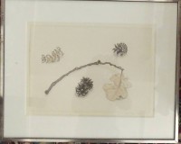 Auktion 359 / Los 4017 <br>unleserl. sign. Pflanzen Studie, Aquarell, ger/Glas, RG 41x52 cm
