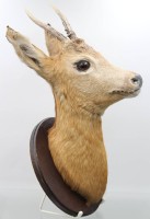 Auktion 359 / Los 15035 <br>präparierter Wandkopf, Rehbock, H-ca. 45cm