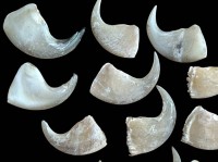 Auktion 361 / Los 15021 <br>12x Raubvogel? Krallen