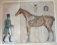 Auktion 363 / Los 5016 <br>color. engl. Stich "THE PROPORTIONS OF A HORSE, BY G.H. LAPORTE" ger/Glas, RG 32x39cm