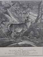 Auktion 367 / Los 5007 <br>2x Stiche nach Joh. E. Riedinger, Neuauflagen, je gerahmt/Glas, RG 54,5 x 60cm