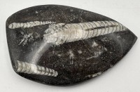 Auktion 364 / Los 15008 <br>Orthoceras (versteinerter Tintenfisch), ca. 190 Mill. Jahre alt, polierrt, Fundort Marokko, L-ca. 11 cm