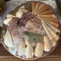 Auktion 364 / Los 15049 <br>kl. Schale voller Muscheln