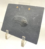 Auktion 364<br>Schieferplatte mit versteinertem Fossil (Trilobit), D-13cm