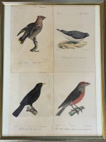 Auktion 366<br>8x Vogelstiche, 19.Jhd., je 4 gerahmt/Glas, 2x 43x34 cm