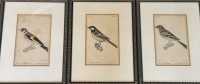 Auktion 366 / Los 5006 <br>3x Vogelstiche, einzeln gerahmt,/Glas, 31x23 cm