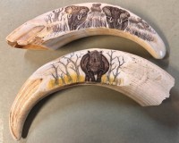 Auktion 367<br>2x Wildschweinhauer mit Gravuren, L-max 13 cm