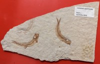 Auktion 368<br>Steinplatte mit 2 versteinerten Fischen, Platte 19x13 cm