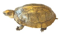 Auktion 369<br>pr&auml;parierte kl. S&uuml;sswasser-Schildkr&ouml;te, L-18 cm