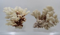 Auktion 369 / Los 15010 <br>2x Korallenskelette, &auml;lter, ca. H-15cm B-11cm