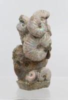 Auktion 369<br>Ammoniten-Gruppe, ca. H-12cm
