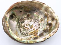 Auktion 370<br>gr. Abalone-Muschel, 7 x 17 x 22cm