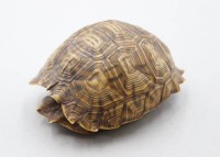 Auktion 370<br>kl. Schildkr&ouml;tenpanzer, &auml;lter, ca. H-6cm L-11cm
