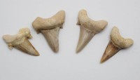 Auktion 371<br>4x gro&szlig;e Haifischz&auml;hne wohl  Otodus obliquu, ca. L-4cm