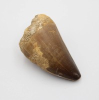 Auktion 371<br>Zahn eines Mosasaurus, Kreidezeit, ca. L-5cm