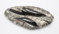 Auktion 371<br>Platte, Orthoceras,  ca. L-13,5cm