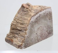 Auktion 371<br>Paar Buchst&uuml;tzen, versteinertes Holz, ca. H-10cm
