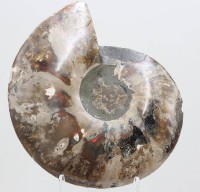 Auktion 371<br>gr. Ammonit-Platte, ca. 21,5cm, 825gr.