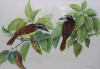 Auktion 371<br>unleserl. signiertes Aquarell, Schwefeltyrannen, datiert 1987, ger./Glas, RG 56 x 70cm