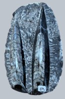 Auktion 372<br>Orthoceras, poliert, ca. 400 Mill. Jahre alter  Kopff&uuml;ssler, Tintenfisch, L-9,5 cm, 168 gr