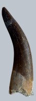 Auktion 372<br>Dies ist ein versteinerter Zahn eines Plesiosauriers, h&ouml;chstwahrscheinlich der Art Zarafasaura oceanis.ca. 70 Mill. Jahre alt, H-5 cm