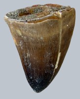 Auktion 372<br>fossilen Zahn eines Mosasaurus, eines ausgestorbenen Meeresreptils aus der Kreidezeit. ca. 80 Mill. Jahre alt. H-5 cm