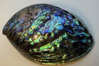 Auktion 372<br>Abalone Muschelschale, L-12,5 cm