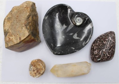 Auktion 373<br>Konvolut Mineralien/Fossilen, 5 Teile, Ammonitenschale ca. 12,5 x 12,5cm [1]