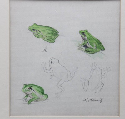 Auktion 376<br>Studie, Laubfrösche, signiert H. Schmidt, gerahmt/Glas, RG 30,5 x 28,5cm [1]