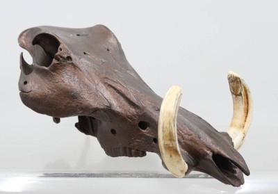 Auktion 376<br>wohl Schädel eines Warzenschweines, bronzefarben bemalt, ca. H-14cm L-32cm [1]