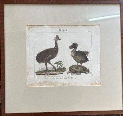 Auktion 376<br>Blatt aus  einem Werk um 1700, handcoloriert 
