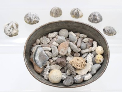 Auktion 369<br>6x Seeigel-Versteinerungen sowie diverse weitre Versteinerungen [1]