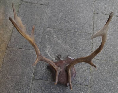 Auktion <br>kl. Geweih auf Holzplatte, L-ca. 40 cm [1]