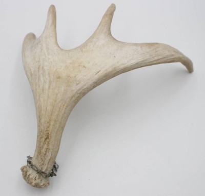 Auktion 347<br>kl. Geweih-Schaufel, älter, ca. L-35,5cm B-36,5cm. [1]