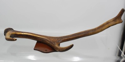 Auktion 358<br>Geweihstück auf Holz, ca. L-46,5cm [1]