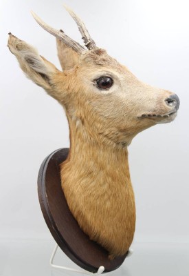 Auktion 359<br>präparierter Wandkopf, Rehbock, H-ca. 45cm [1]