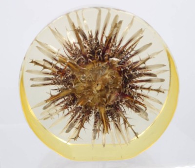 Auktion 359<br>Diestel-Blüte in Acryl, älter, ca. D-11cm [1]