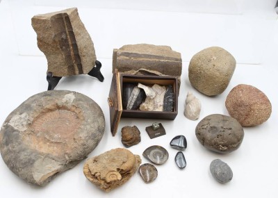 Auktion 359<br>Konvolut div. Versteinerungen und Mineralien,  2x beschriftet, zus. ca. 10Kg [1]