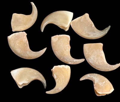 Auktion 360<br>9x Raubkatzen-Klauen, L-ca. 3 cm [1]